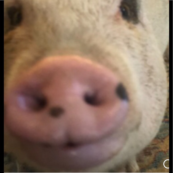 Meet your Posher, Dee - Picture 2 of 2